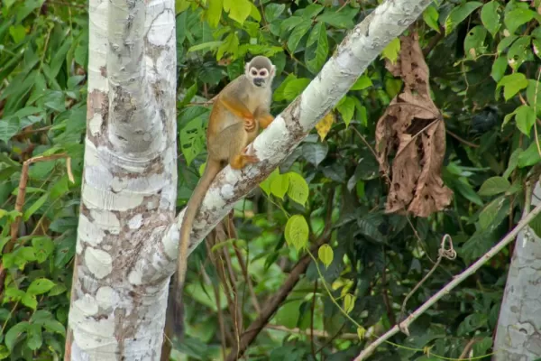 A Squirrel Face Monkey watches from high in a tree.