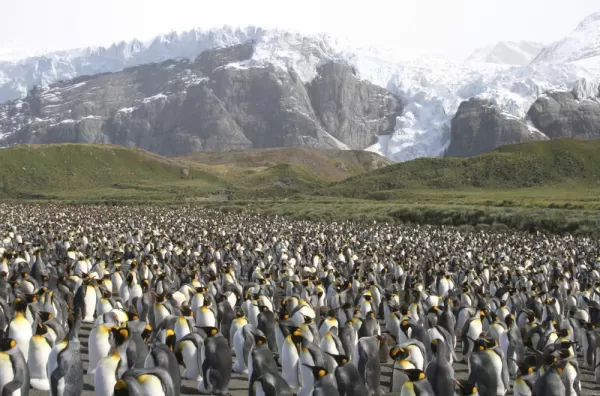 A large colony of King Penguins.