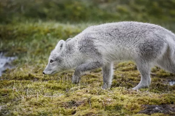 An Arctic Fox searches for some food.