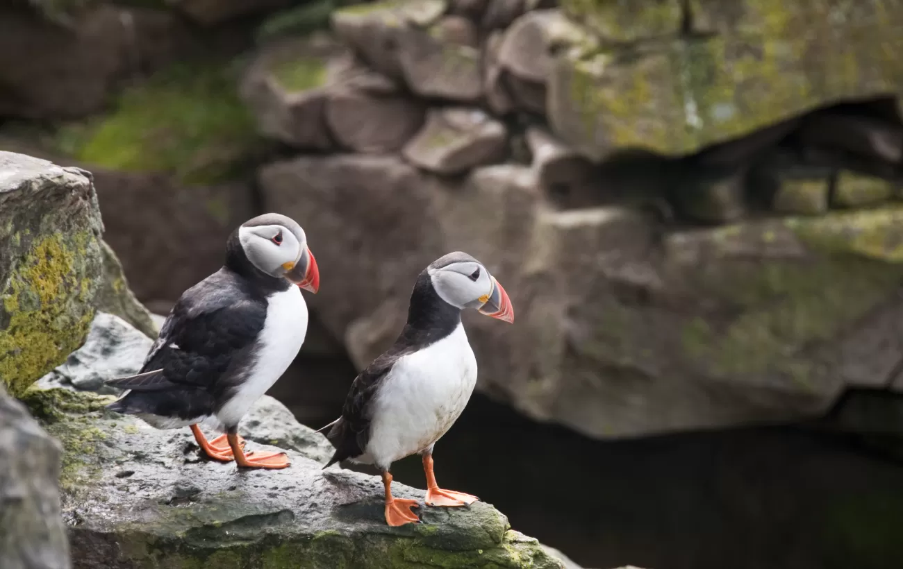 Puffins hang out on the rocks.