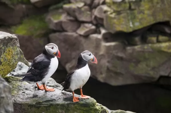 Puffins hang out on the rocks.