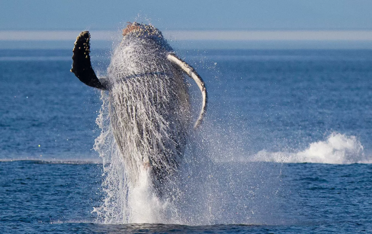 A humpback whale in Alaska.