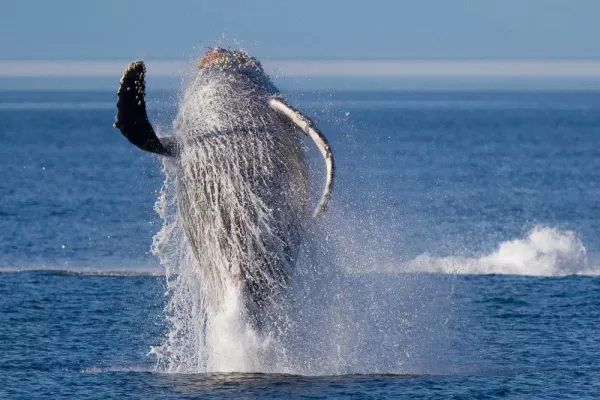 A humpback whale in Alaska.