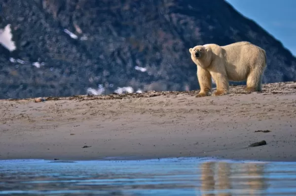 A polar bear walks on the arctic beach.