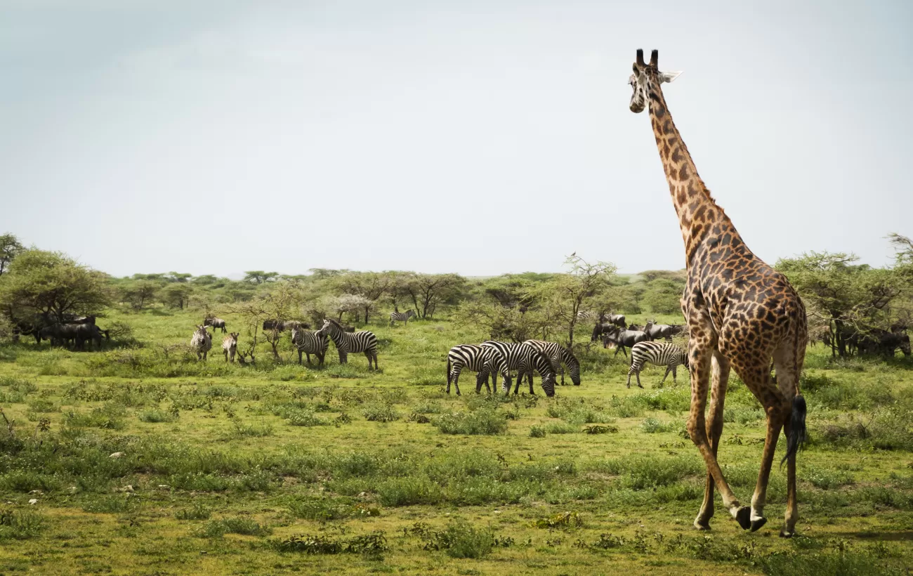 A variety of wildlife in Africa.