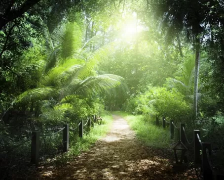 The sun lights up this beautiful tropical forest.