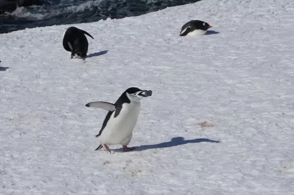 A penguin races across the snow with its prized pebble