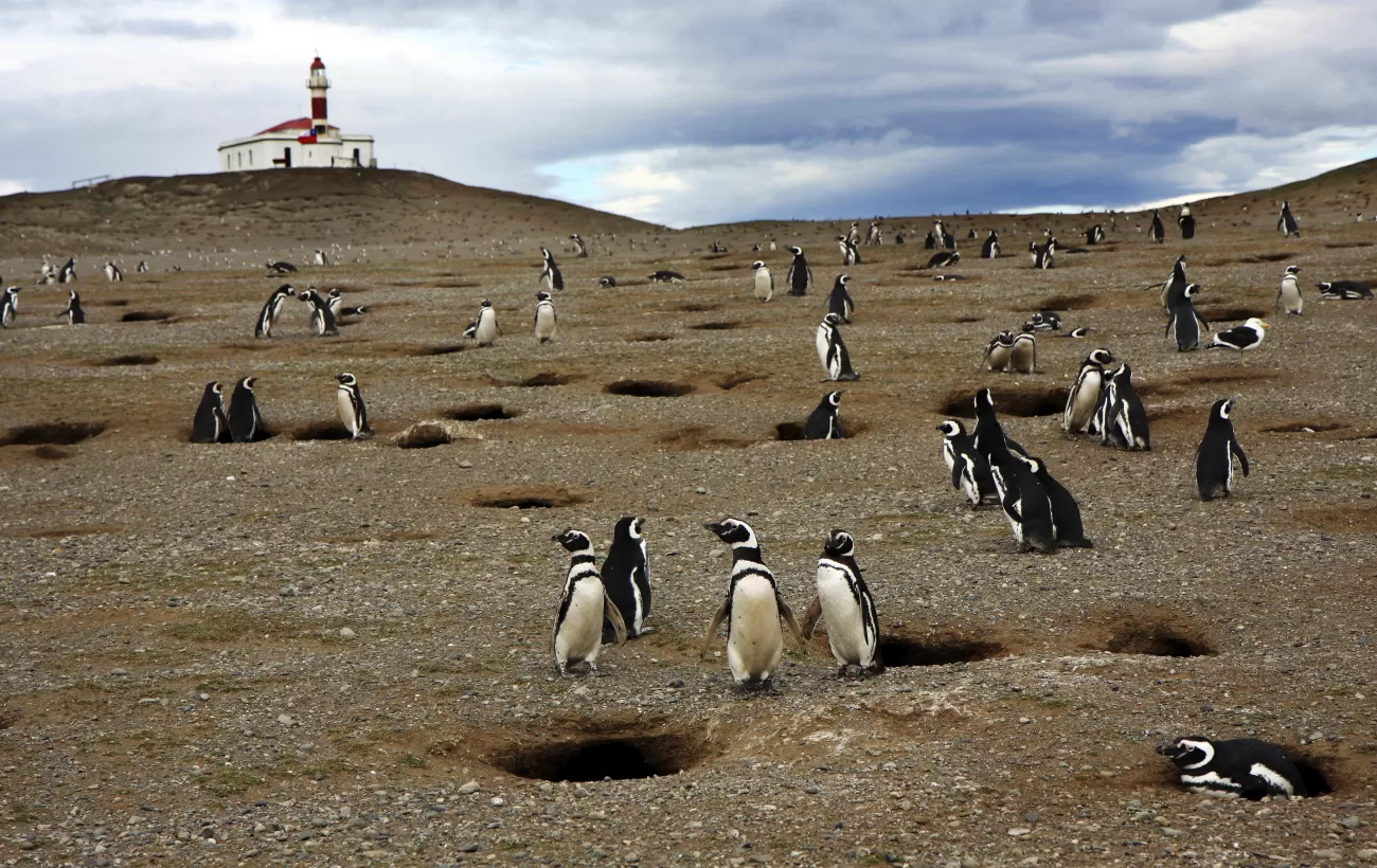 Interact with Magellan Penguins on Magdalena Island