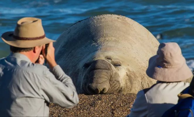 Get up close and personal with elephant seals.