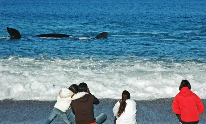 Do some whale watching while staying at Estancia Rincon Chico.