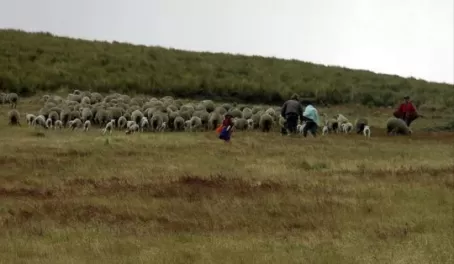 Sheep herders