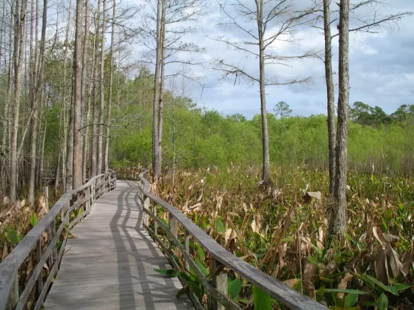 Stroll around Everglades National Park as you sail around Florida