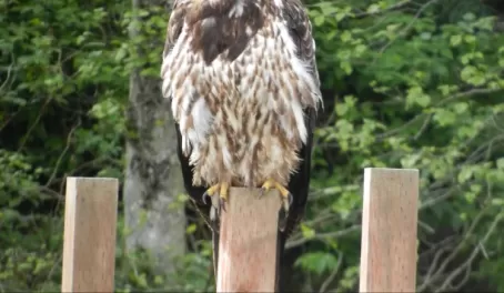 A hawk is perched motionless on a post