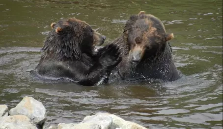 Two grizzlies play in the water