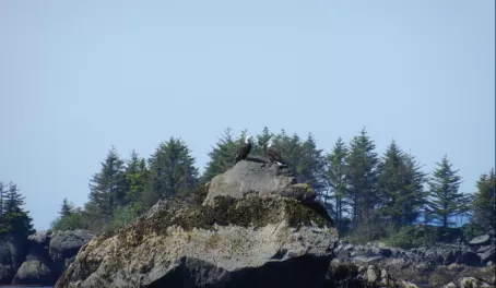Two bald eagles perched on a rock