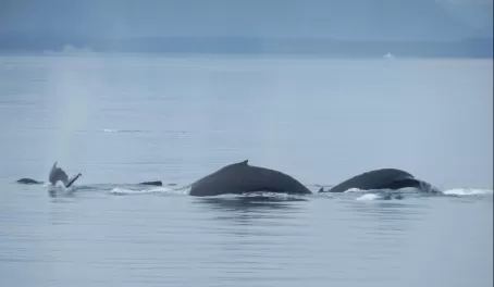 Whales swimming through the waters of Alaska