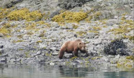 A grizzly bear wanders the shore