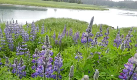 Witness the incredible flora that covers Alaska