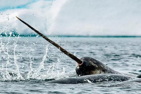 Narwhals amongst the ice.
