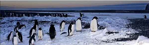 Penguins socializing on the Antarctic Peninsula