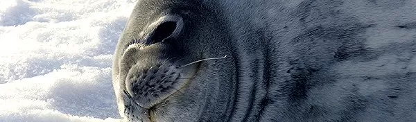 A seal becomes playful with the camera