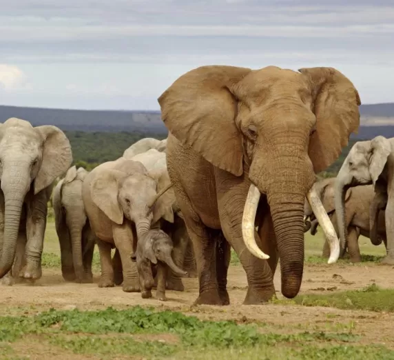 A herd of elephants of all sizes make their way across the valley.