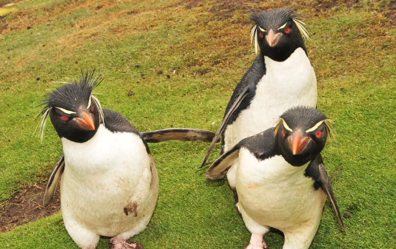 A group of rockhopper penguins watch the camera.