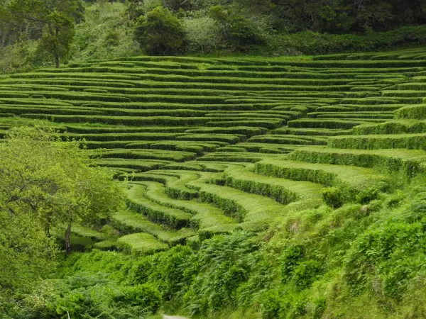 Terraces in the Azores Islands