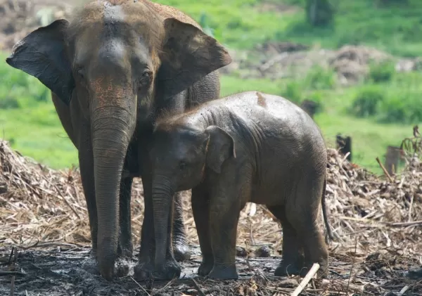 A pair of elephants