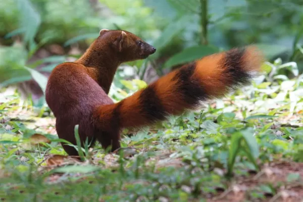 The red-tailed mongoose is a very agile creature and incredible climber.