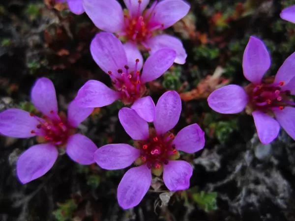 Beautiful alpine flowers of Norway