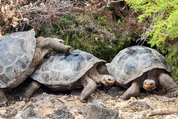 Get to know the friendly tortoises of the Galapagos