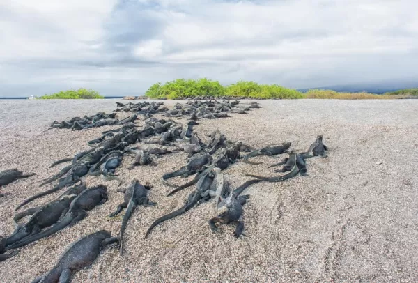 A beach covered in lizards.