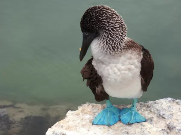 A blue-footed boobie hangs out quietly on the shore.