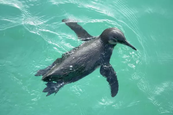 A penguin swims in the beautiful clear waters.
