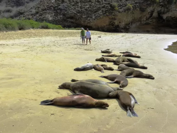 A colony of sea lions take a nap on the warm beach.