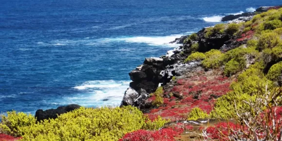 The beautiful colorful shores of the Galapagos.