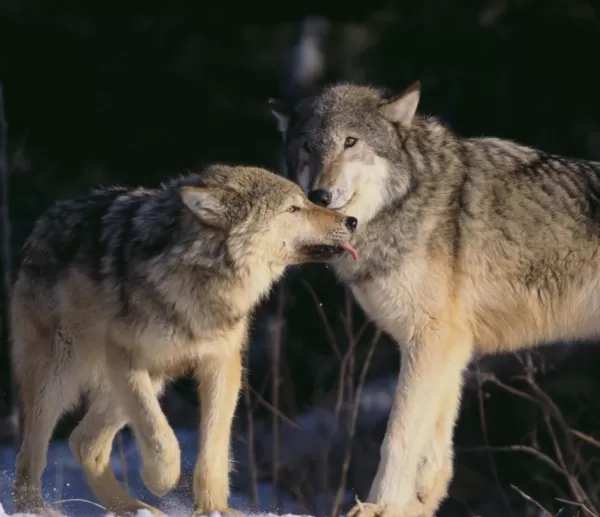 Wolves nuzzling in the snow