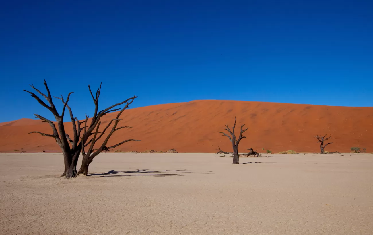 Trees struggle to survive in these desert environments
