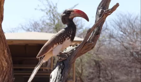 Witness the unique birdlife while on your African safari.