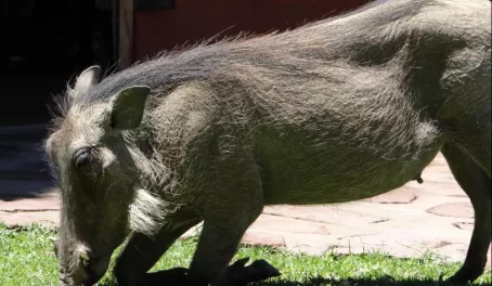 A warthog kneels in for some delicious green grass.