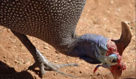 A Helmeted Guineafowl is one of the many birds that can be seen on an African safari