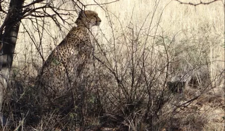 A cheetah sits secluded in the brush