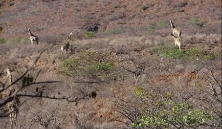 A group of giraffes move across the valley