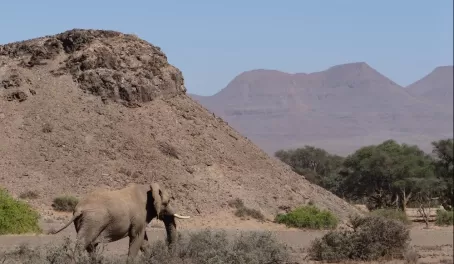 An elephant wanders through the valley