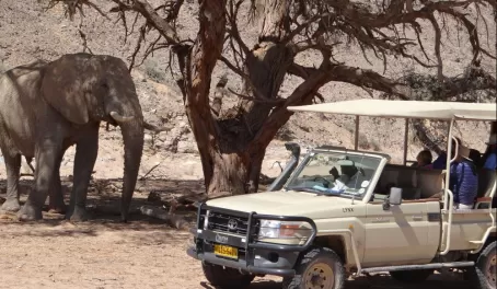 Encounter elephants on a wildlife excursion