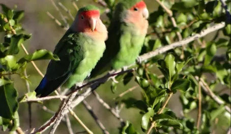 Two Rosy-faced Lovebirds sit side by side eachother