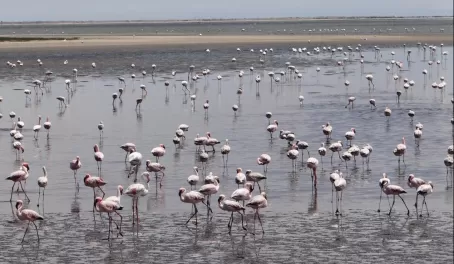 Hundreds of Lesser Flamingos speckle the landscape