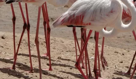A group of Lesser Flamingos