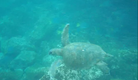 Sea Turtle! He ran away